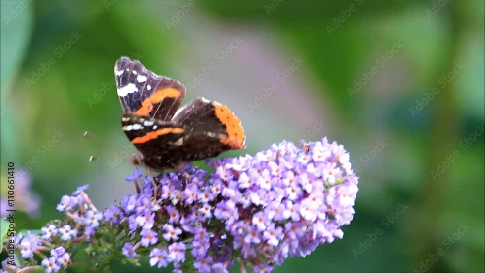 butterfly Admiral on purple flower lilac
butterfly Admiral on purple flower lilac