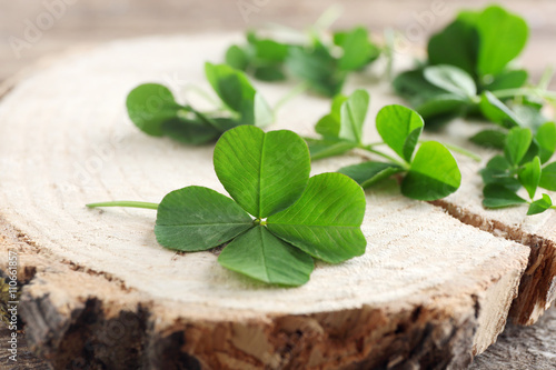 Green clover leaves on a piece of wood, closeup