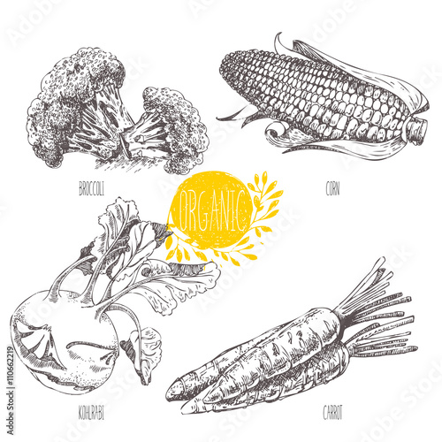 Series - vector fruit, vegetables and spices. Hand-drawn illustration in vintage style. Sketch. Healthy food. Linear graphic. Set of corn, carrot, broccoli, kohlrabi