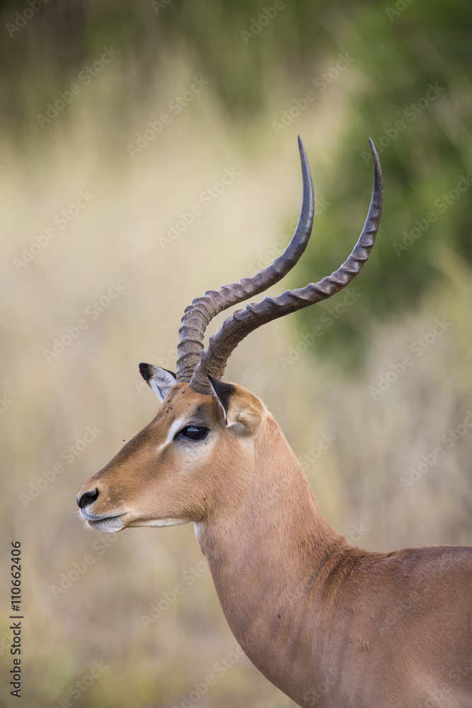 Impala ram looking for possible danger portrait Impala ram looking for possible danger portrait