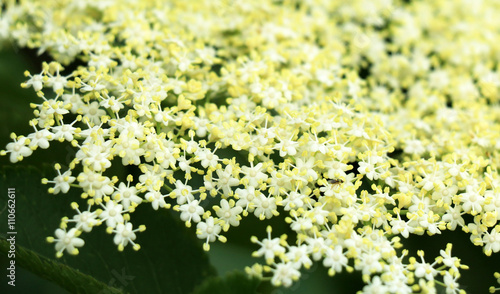 elder flower photo