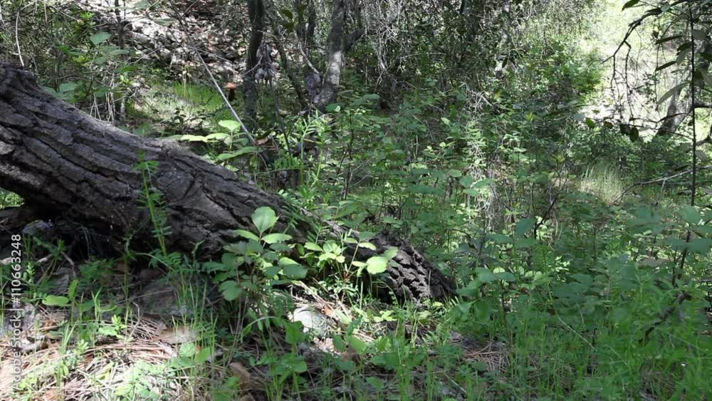 Plants In Shade Of Trees Swaying In Breeze
Plants In Shade Of Trees Swaying In Breeze