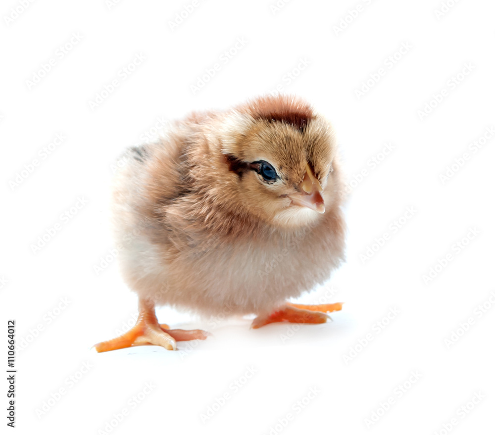 little chicken little chicken