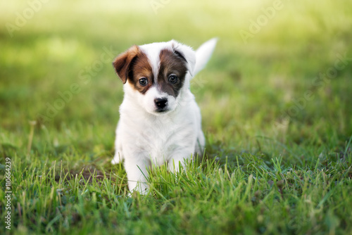 adorable jack russell terrier puppy standing on grass © otsphoto