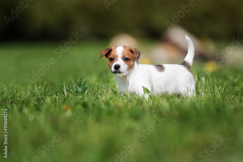 jack russell terrier puppy standing outdoors