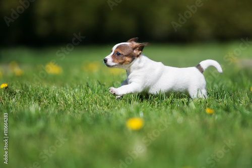 jack russell terrier puppy running outdoors