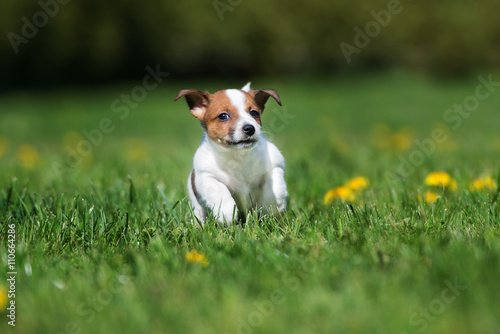 happy jack russell terrier puppy running on grass