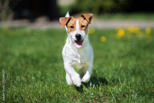 Canvas Print happy jack russell terrier dog running outdoors in summer