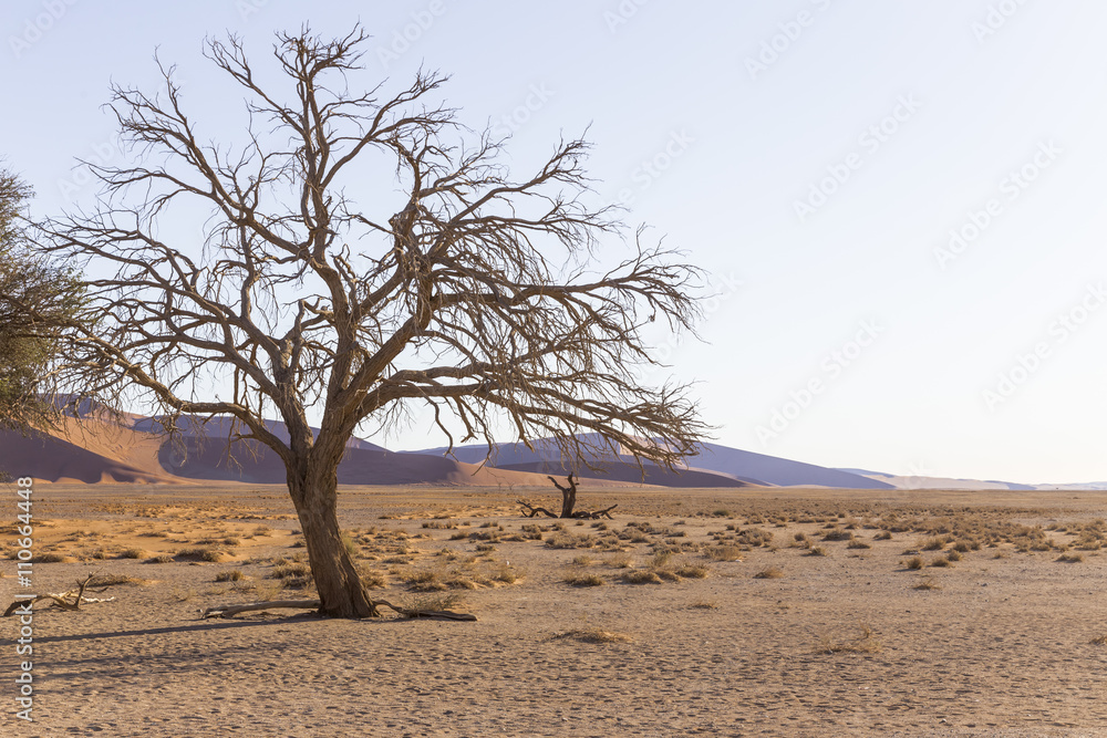Viewof trees near the dune 45 in the Namib Desert, Sossusvlei, N Viewof trees near the dune 45 in the Namib Desert, Sossusvlei, N