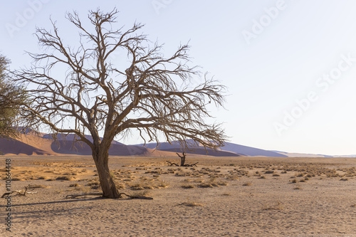 Viewof trees near the dune 45 in the Namib Desert, Sossusvlei, N © NICOLA