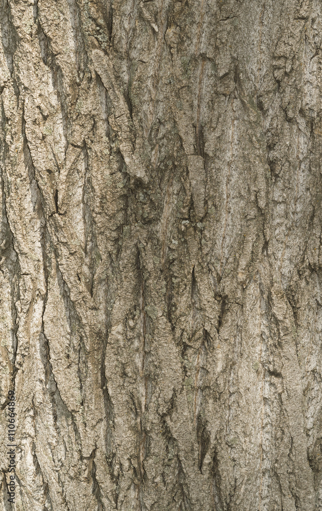 Tree bark texture. Old Wood Tree Texture Background Pattern. Hig Tree bark texture. Old Wood Tree Texture Background Pattern. Hig
