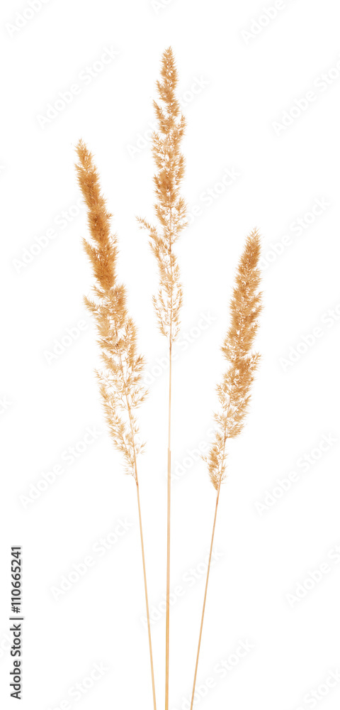 Dried stems with buds meadow grass isolated on white . Dried stems with buds meadow grass isolated on white .