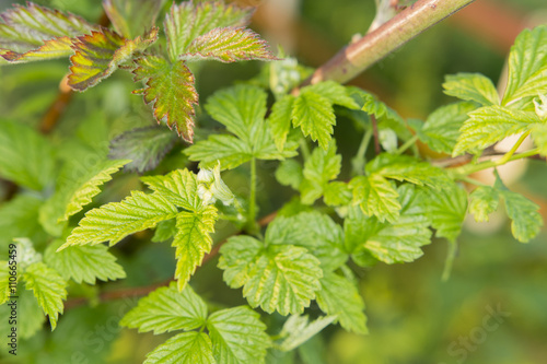 upper part with raspberry flower buds