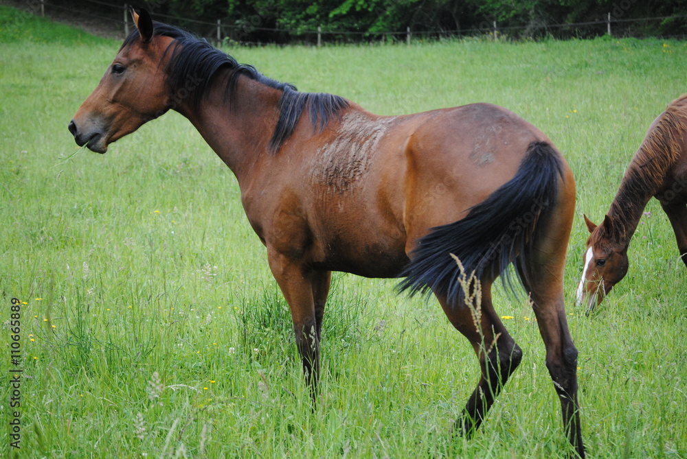 Cheval Cheval