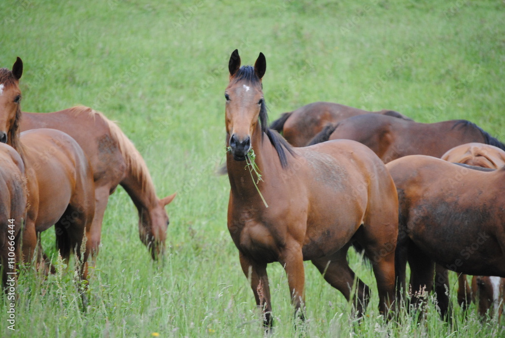 Cheval Cheval