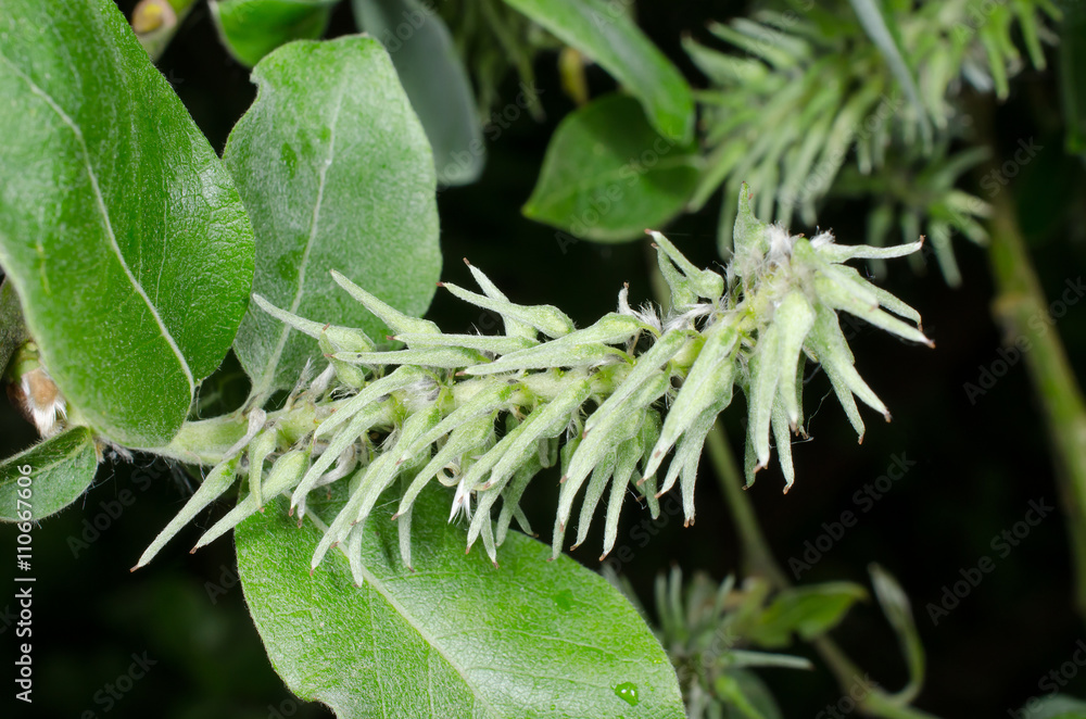 Naklejka premium Busch beginnt zu blühen