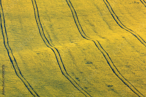 Beautiful yellow rapeseed f...