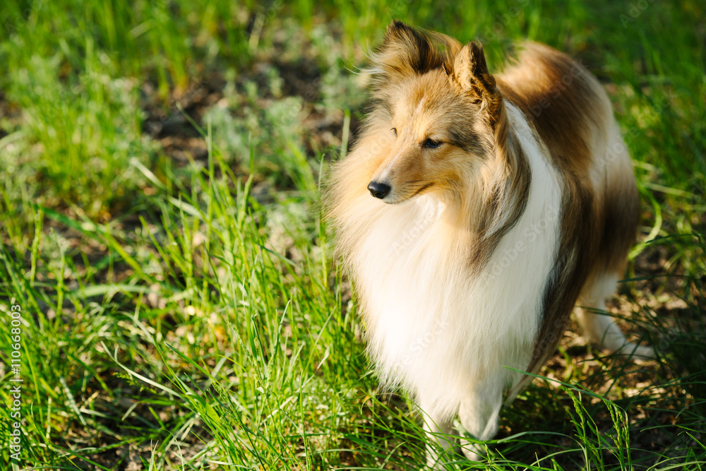 Red shetland sheepdog running on the green grass