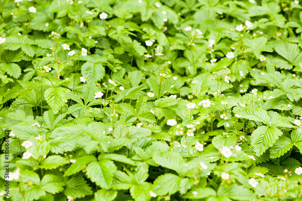 wild strawberry flowers in the garden in the spring wild strawberry flowers in the garden in the spring