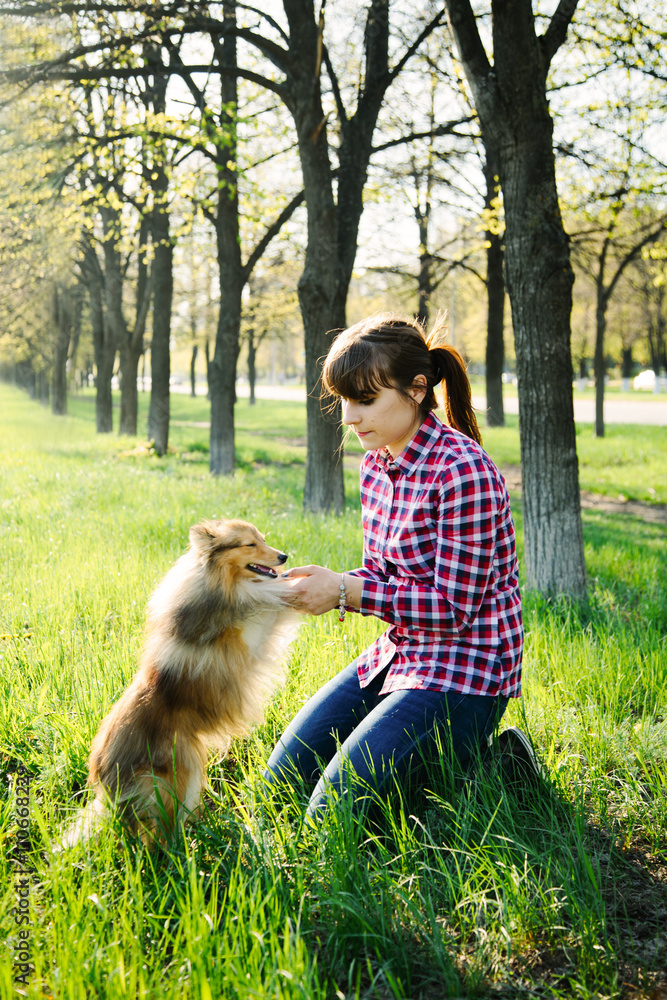 Fototapeta Young woman sitting with her dog sheltie on the grass and playing with the shetland sheepdog in the park