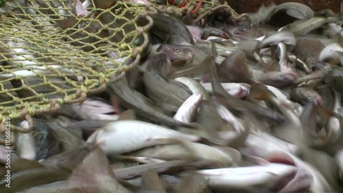 Fish from a network gets to hold. 