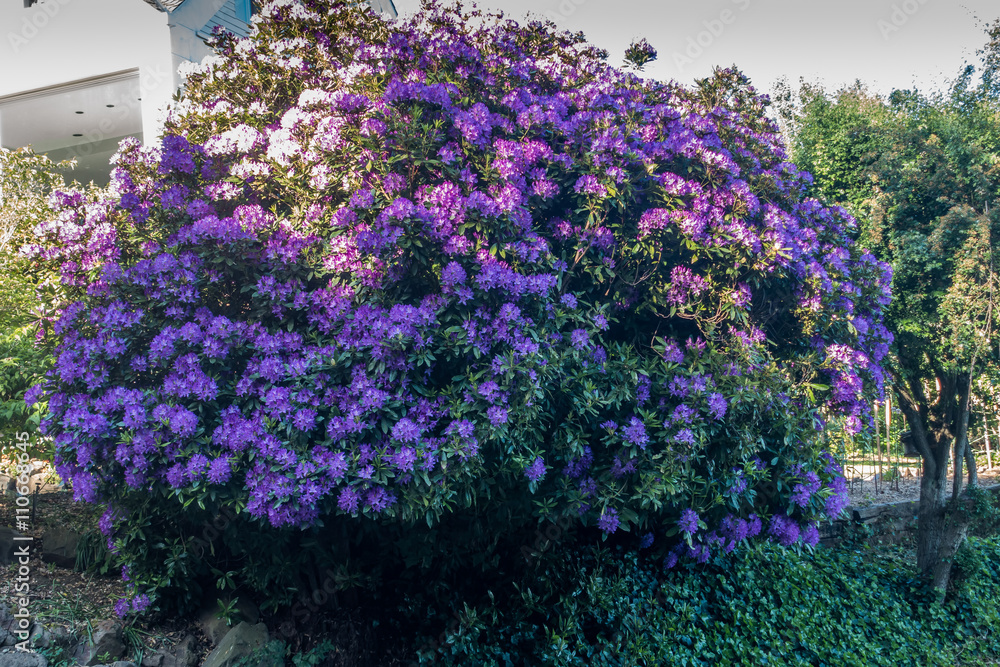 Enormous  Rhododendrons of Burien 1
