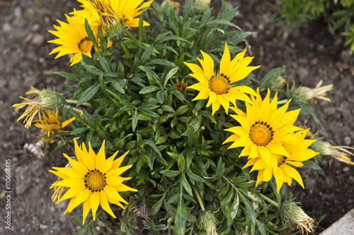 Yellow Flowers Outdoors