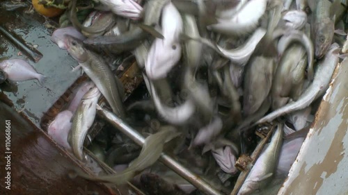 Fish from a network gets to hold. 