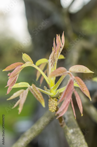 Walnut blooms of green and brown leaves on the branch