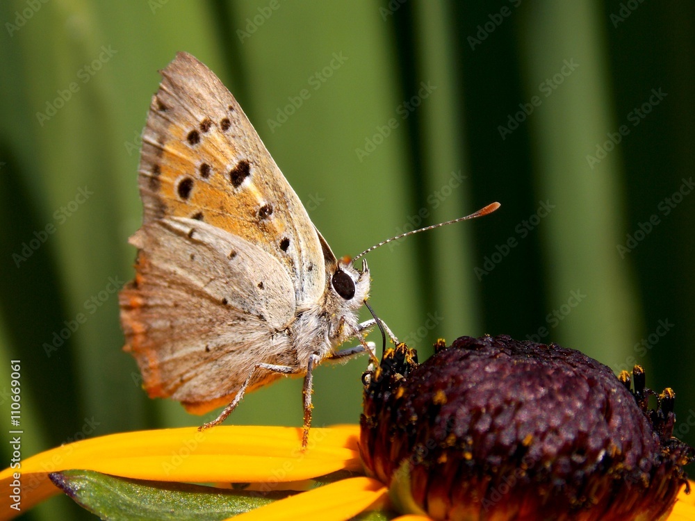 Obraz premium butterfly on yellow flower sipped nectar