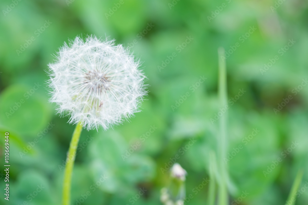 Fototapeta premium Dandelion flower, background concept