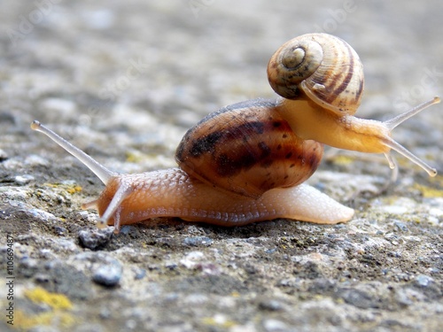 a small snail climbed on each other