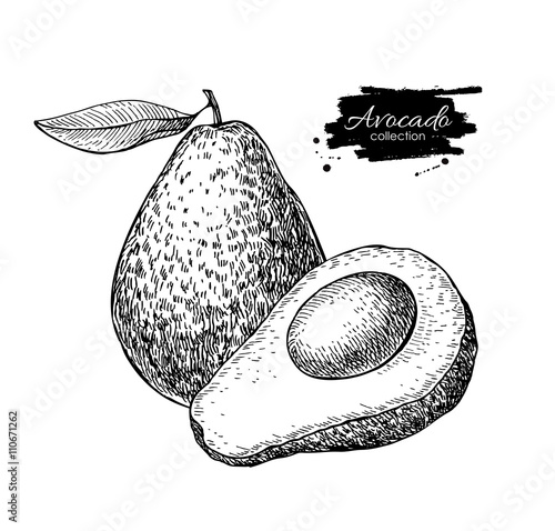 Vector hand drawn avocado and sliced pieces illustration.