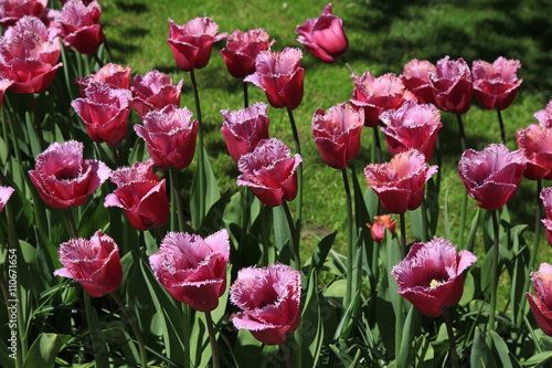 Purple tulips in Keukenhof flower garden park  Netherlands