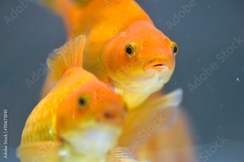 Schilderij op canvas Goldfish in aquarium