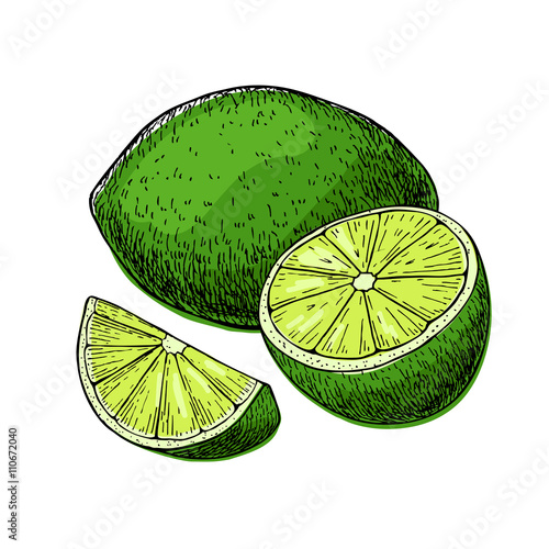 Vector hand drawn lime fruit with sliced peaces.