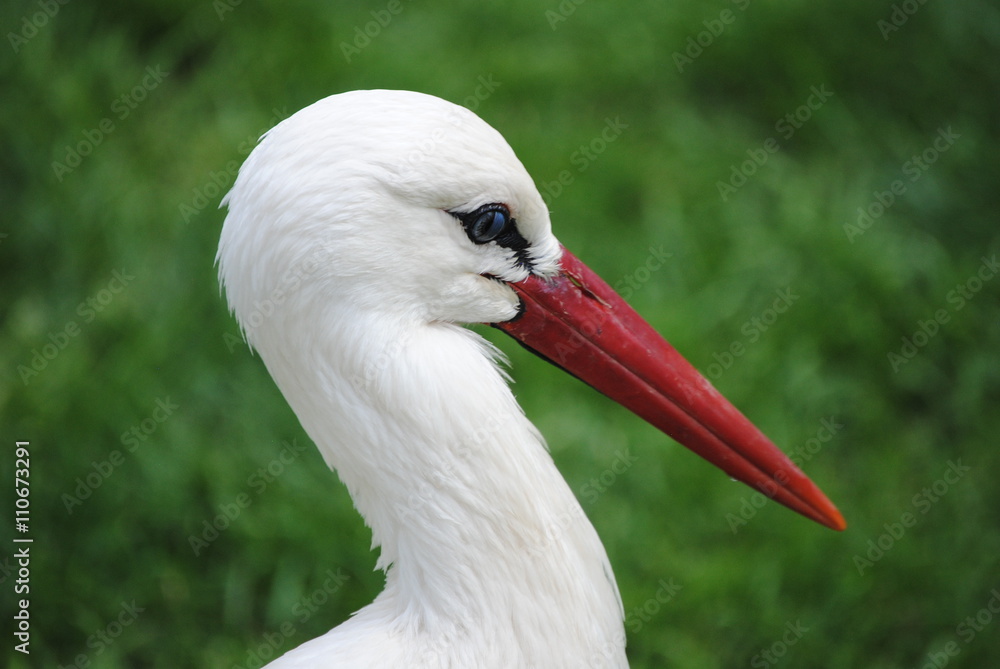 Fototapeta premium Cigogne