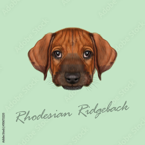 Vector Illustrated Portrait of Rhodesian Ridgeback dog.