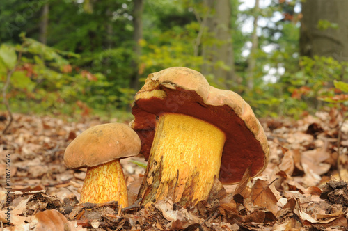 Suillellus luridus (formerly Boletus luridus), commonly known as the lurid bolete with forest trees in the background photo