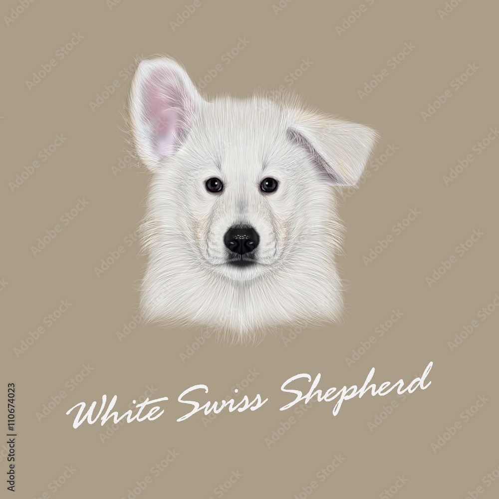 Vector Illustrated Portrait of White Swiss Shepherd dog Vector Illustrated Portrait of White Swiss Shepherd dog