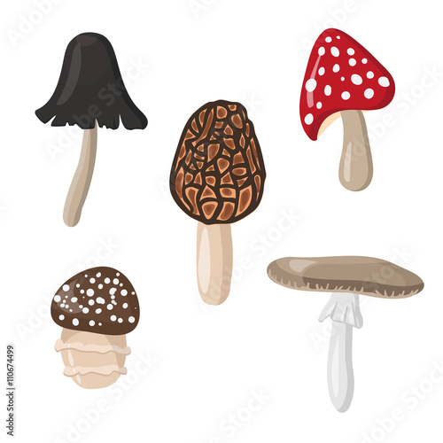set of edible mushrooms