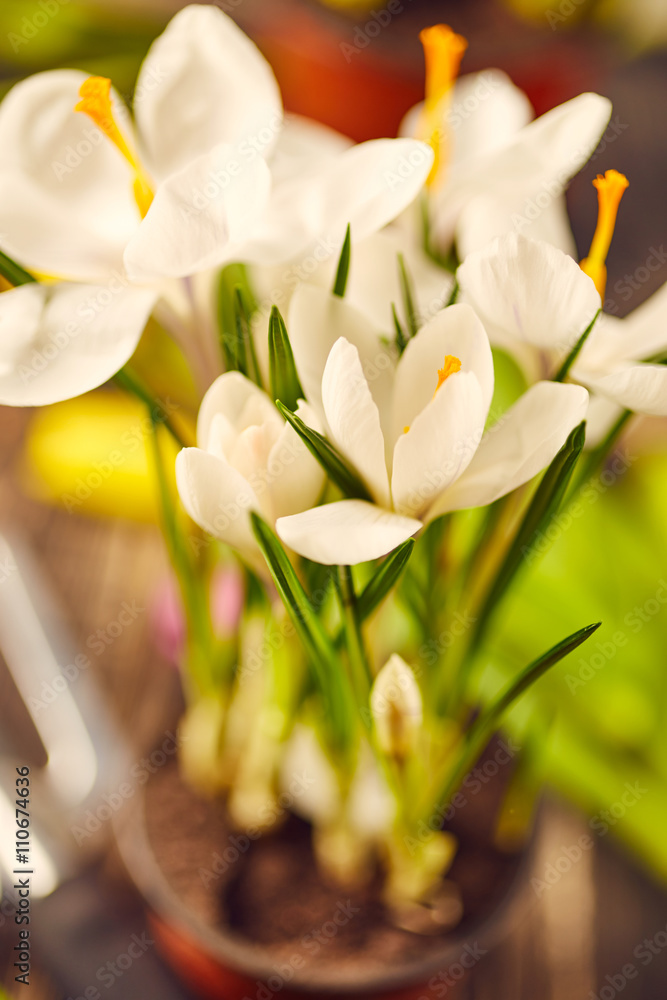 Fototapeta premium Crocuses