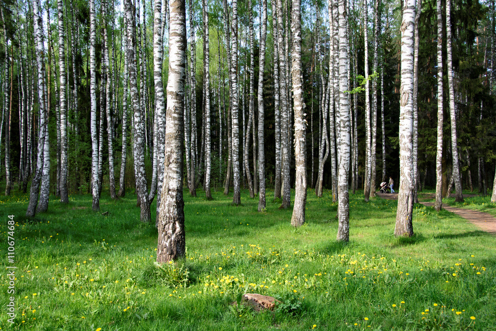 Fototapeta premium Beautiful birch grove for your relax.