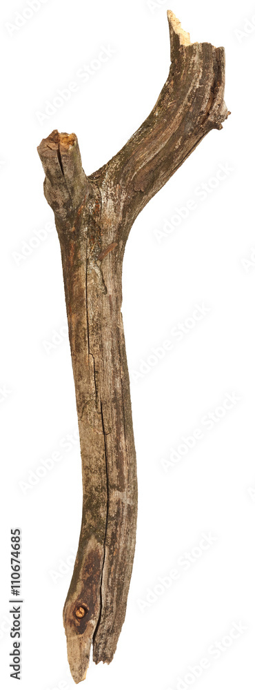 Tree branch Tree branch