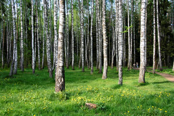 Fotobehang Berkenbos Rustgevend berkenbos in zachte sfeer  © Nataly Reinch