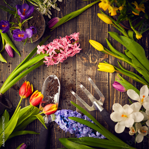 Spring flowers and gardening tools