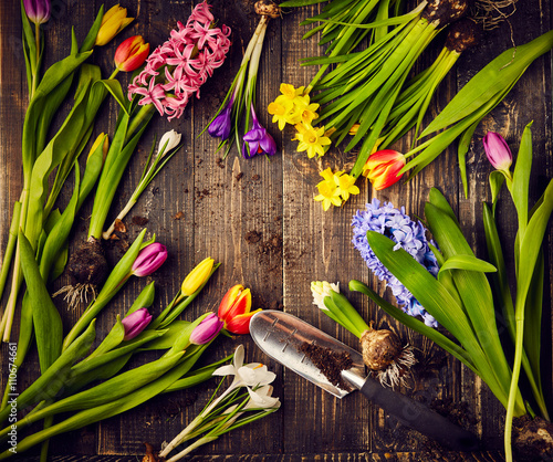 Tulips, narcissus, crocus and hyacinths