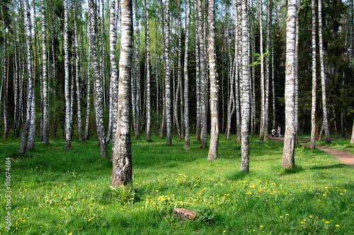 Obraz na plátně Beautiful birch grove for your relax.