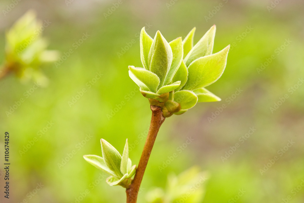 First spring buds First spring buds