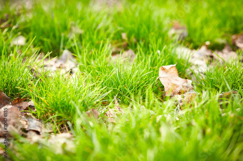 Grass with dry leaves